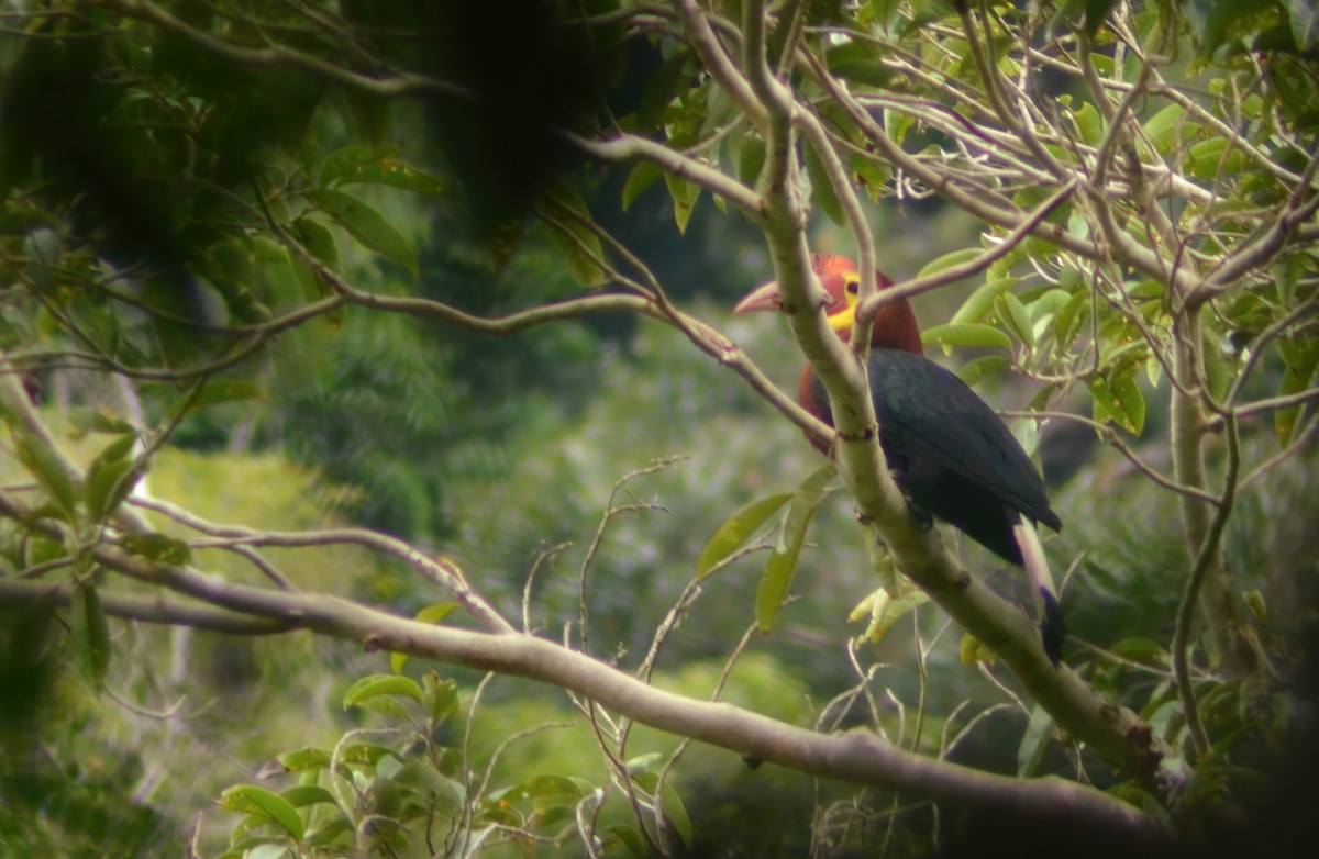 Writhe-billed Hornbill - ML622316351