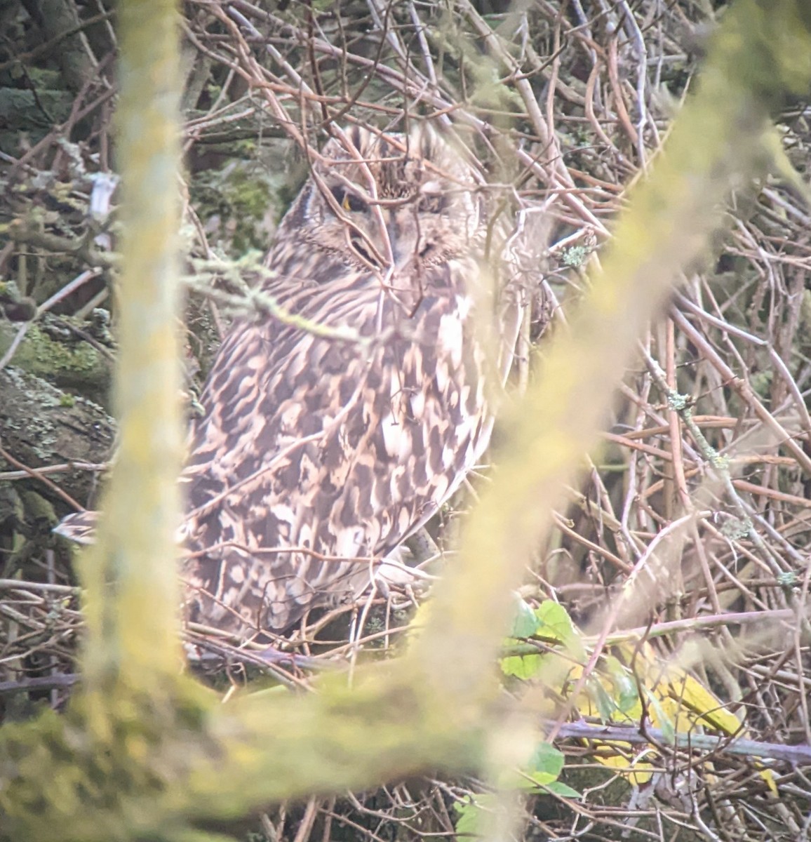 Short-eared Owl - ML622316352