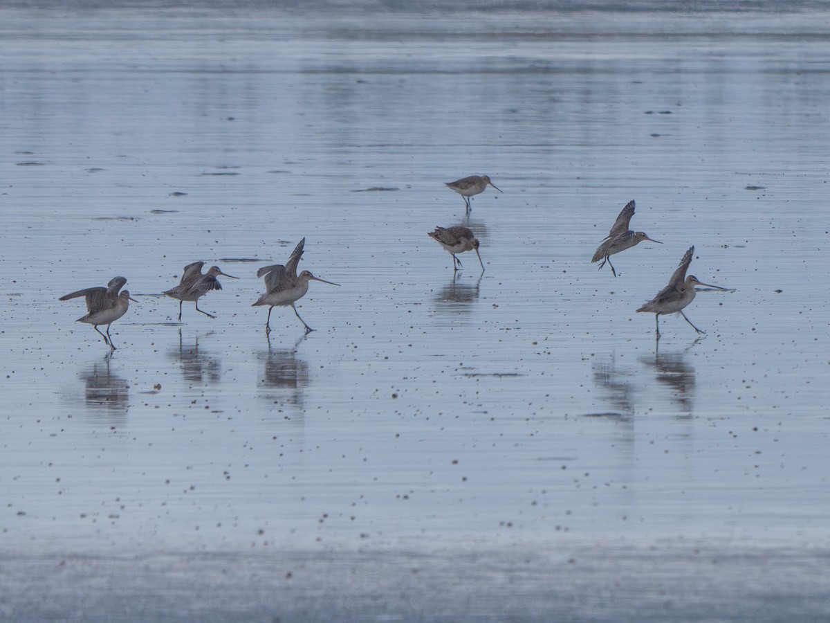 Bar-tailed Godwit - ML622316415