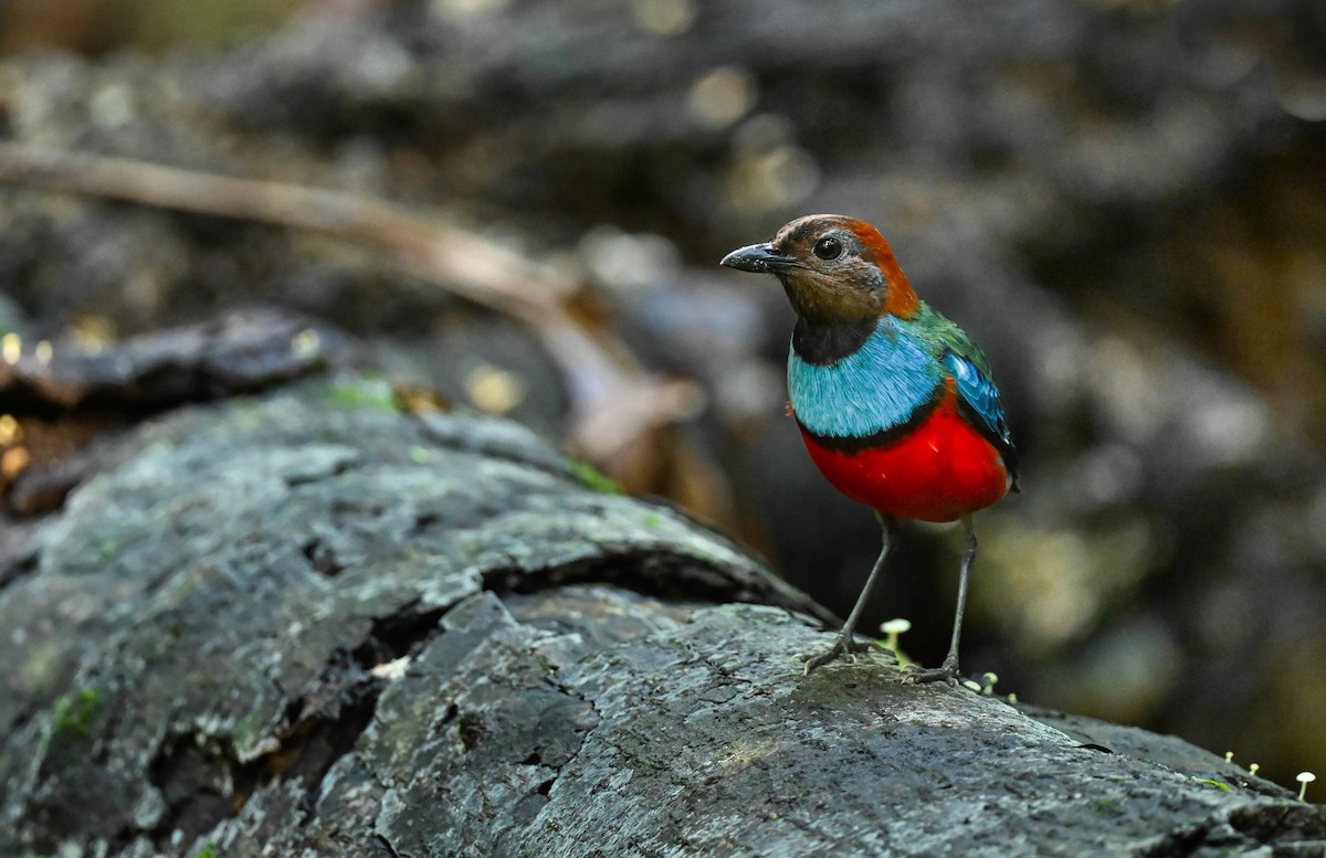 Papuan Pitta - Matt Summerville