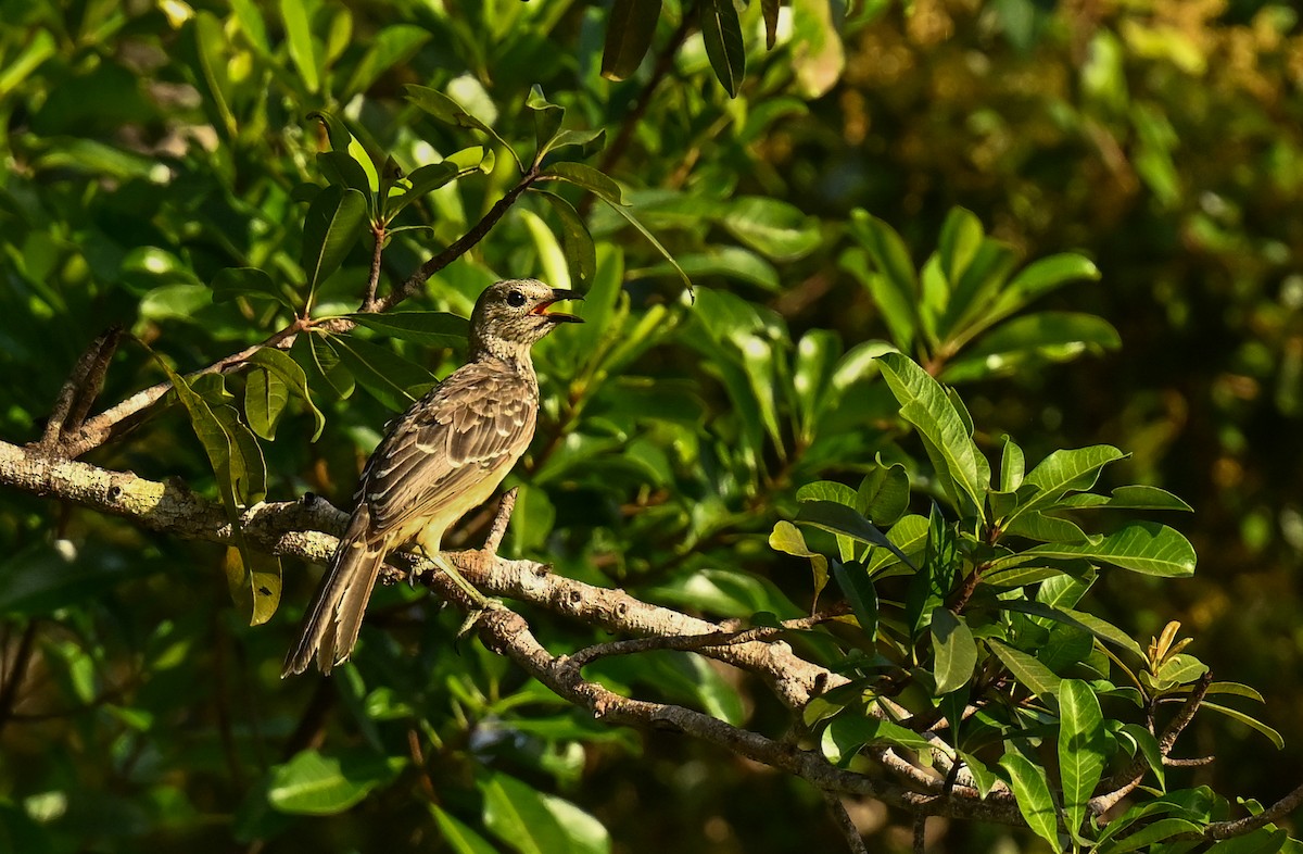 Fawn-breasted Bowerbird - ML622316463