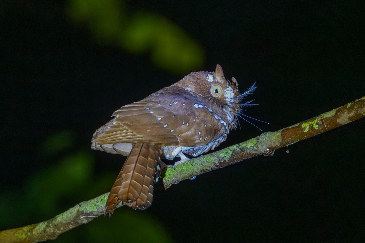 Starry Owlet-nightjar - ML622316535