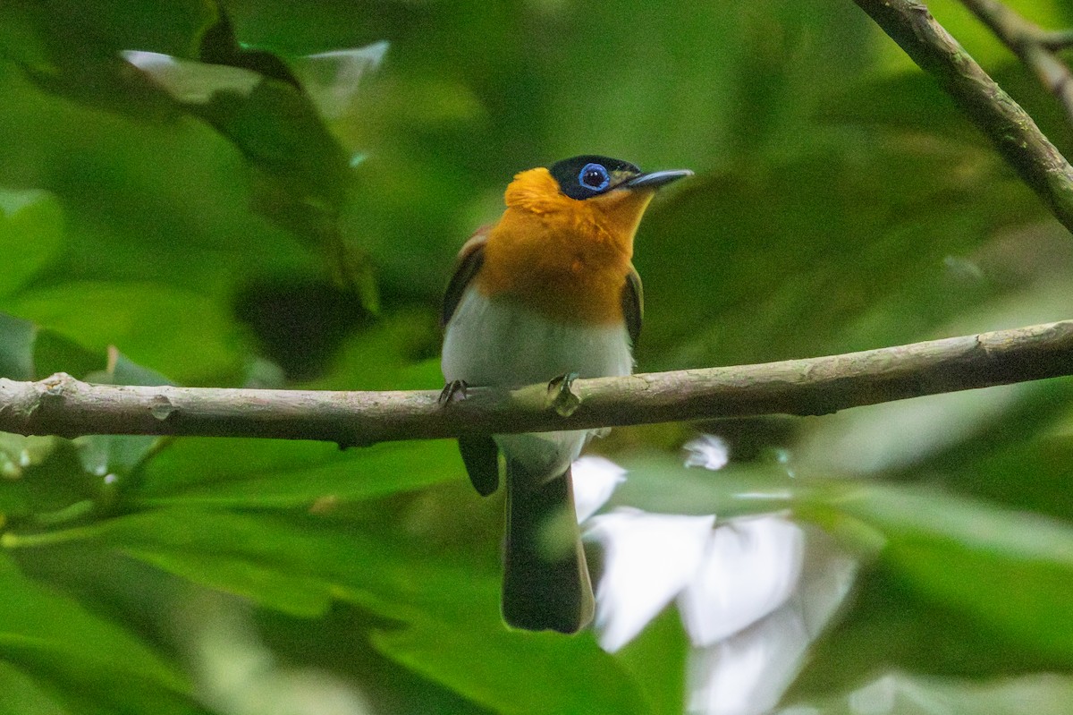 Frilled Monarch - David Spencer