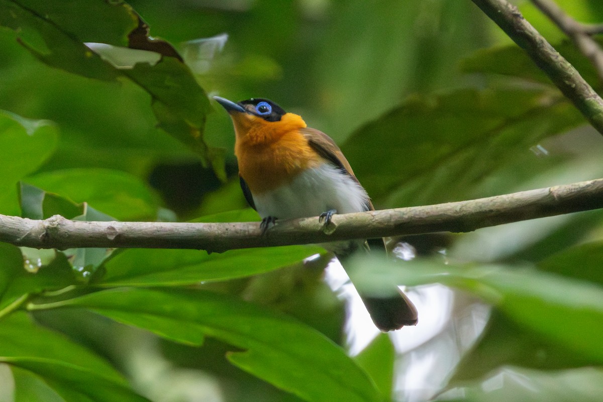 Frilled Monarch - David Spencer