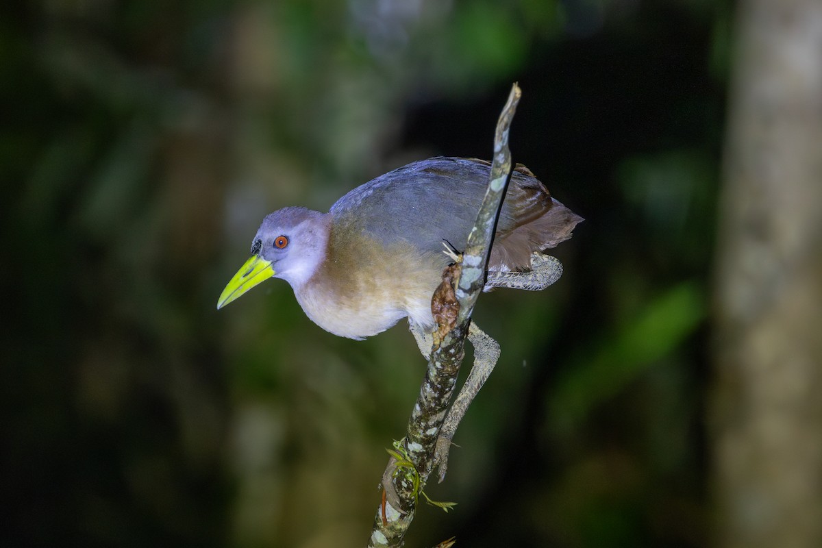 New Guinea Flightless Rail - Megacrex inepta - Media Search - Macaulay ...
