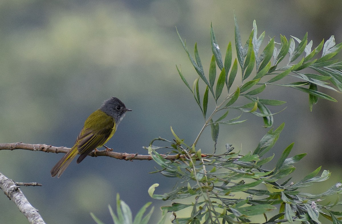 Gray-headed Canary-Flycatcher - ML622316570