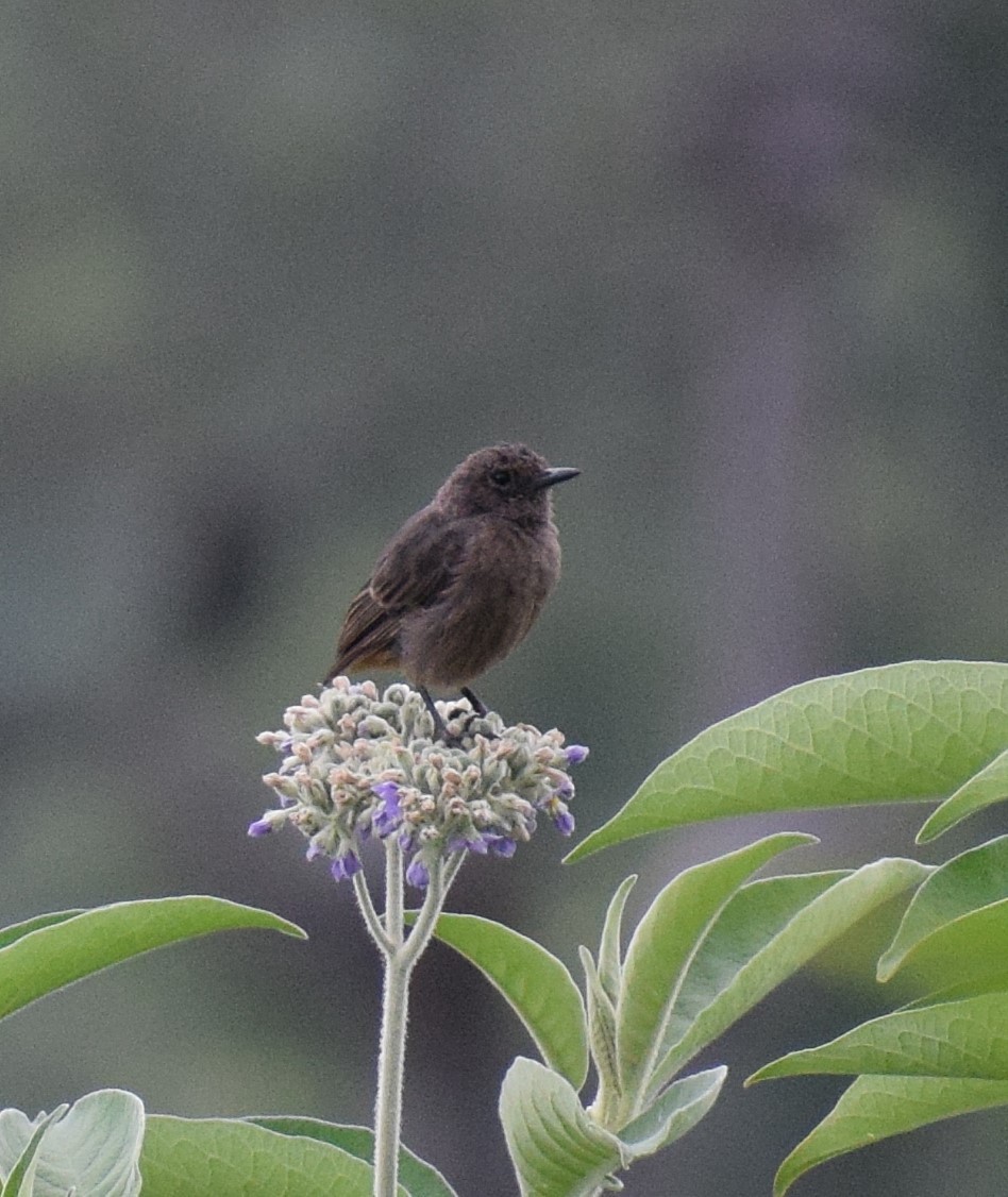 Pied Bushchat - ML622316580