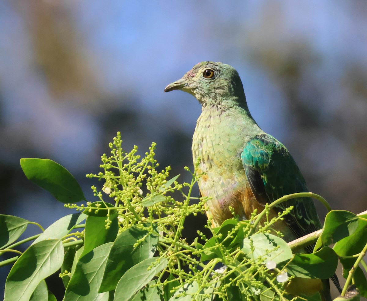 Rose-crowned Fruit-Dove - ML622316604