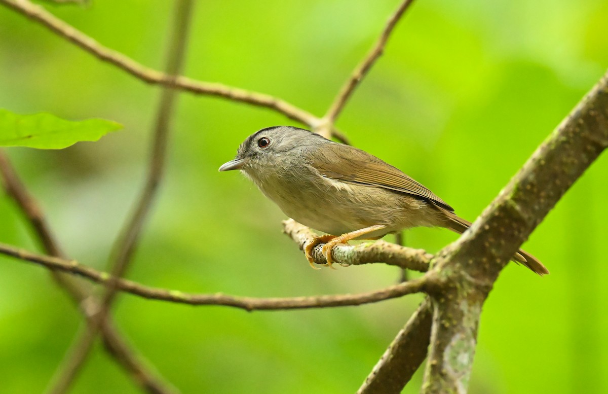 Mountain Fulvetta - Matt Summerville