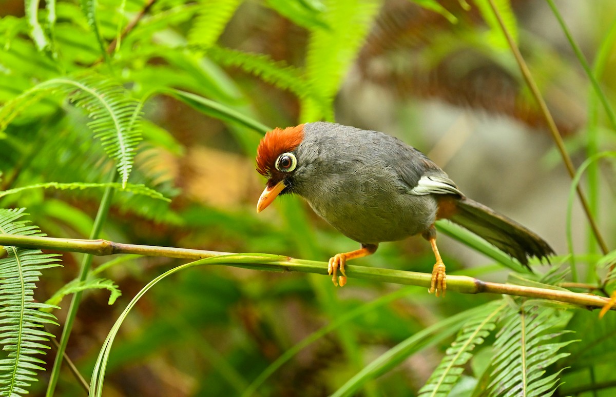 Chestnut-capped Laughingthrush - Matt Summerville