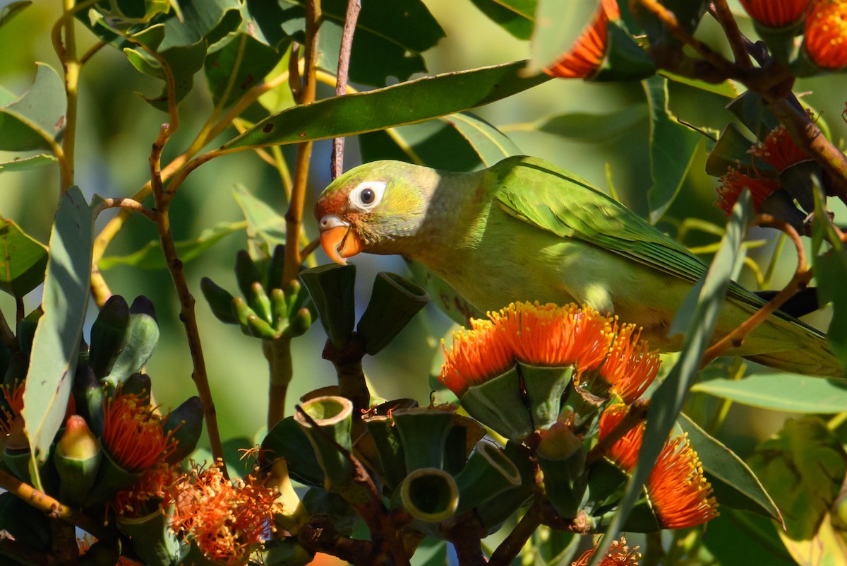 Varied Lorikeet - ML622316739