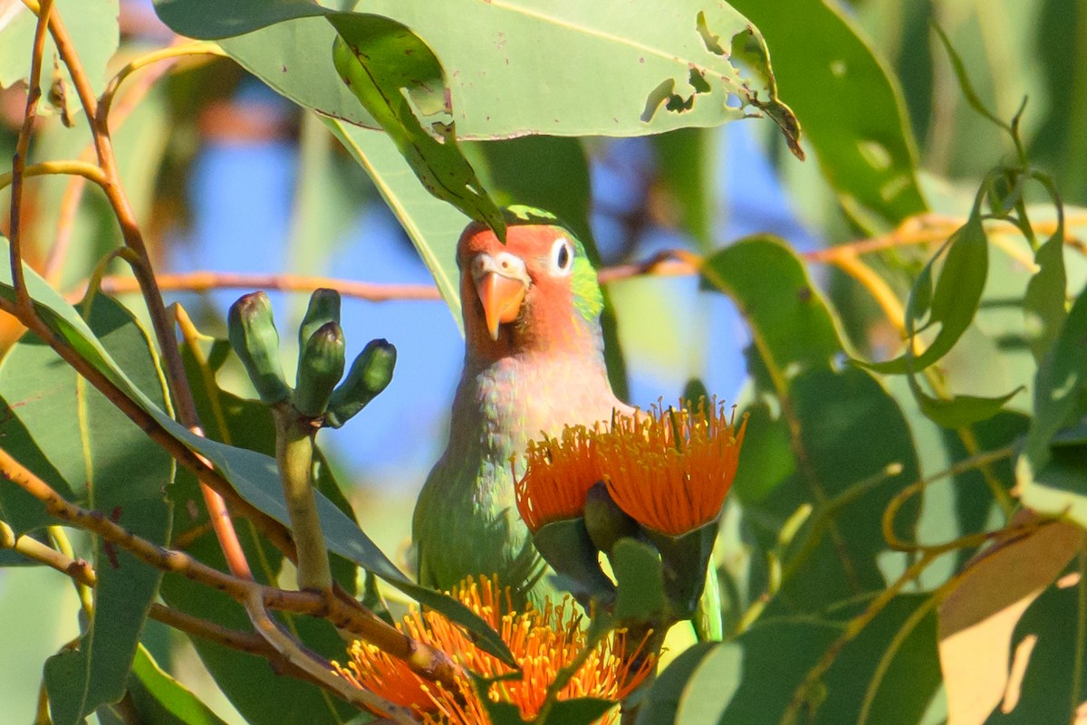 Varied Lorikeet - ML622316740