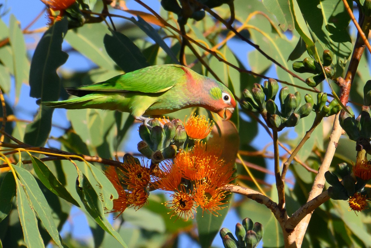 Varied Lorikeet - ML622316742