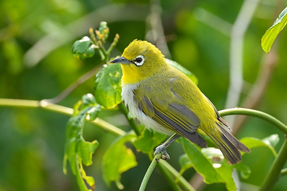 Ashy-bellied White-eye - ML622316770