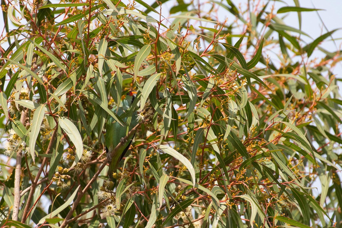 Purple-crowned Lorikeet - ML622316782