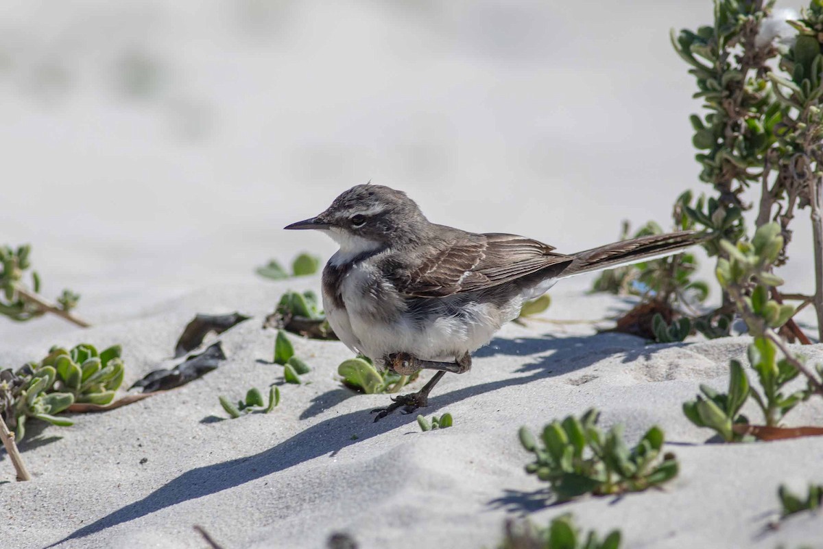 Cape Wagtail - ML622316893