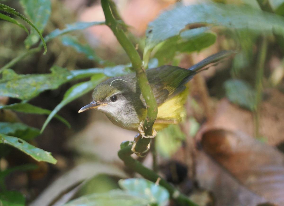 Mountain Tailorbird - ML622316916