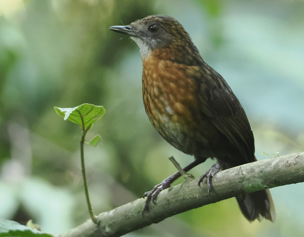 Rusty-breasted Wren-Babbler - ML622316959