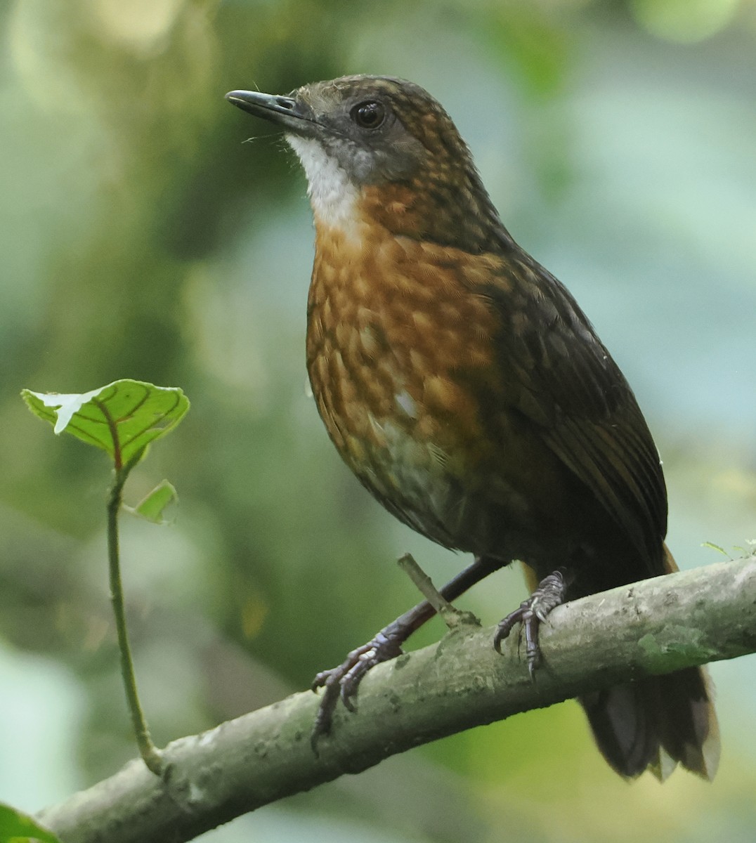 Rusty-breasted Wren-Babbler - ML622316962