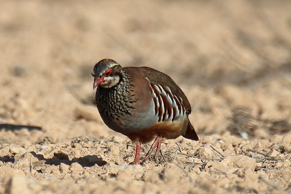 Red-legged Partridge - ML622316963