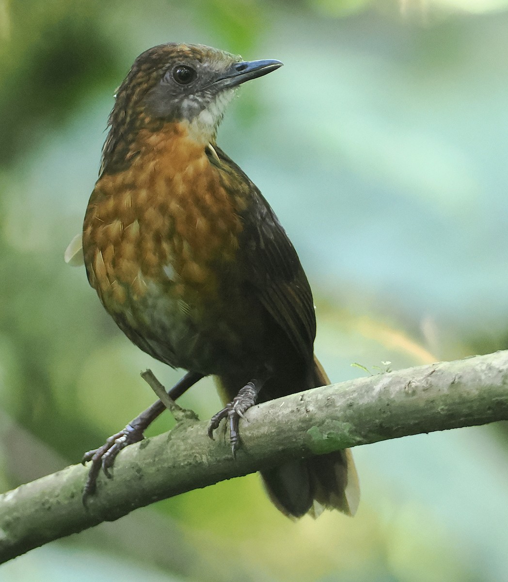 Rusty-breasted Wren-Babbler - ML622316967