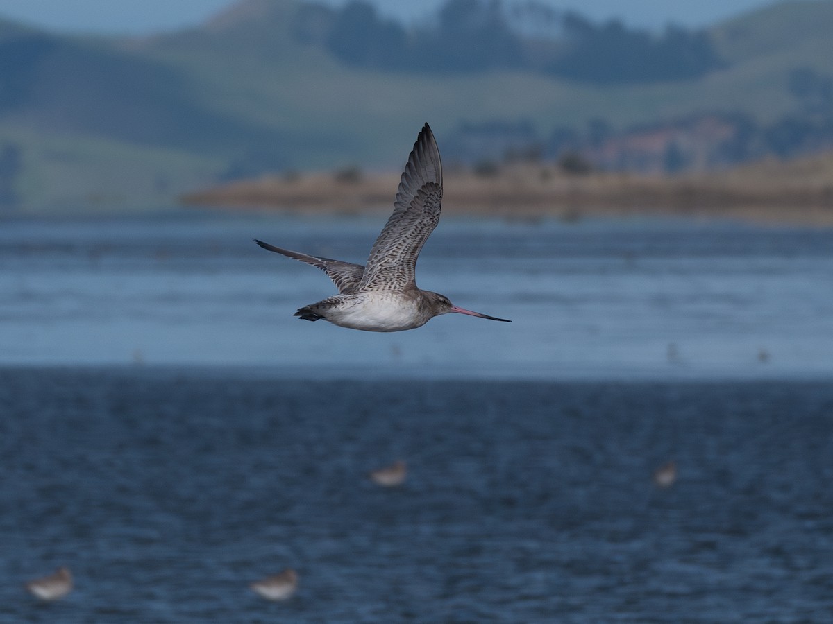 Bar-tailed Godwit - ML622316970