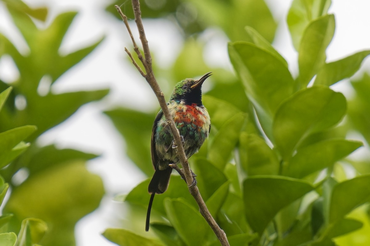 Beautiful Sunbird - ML622316971