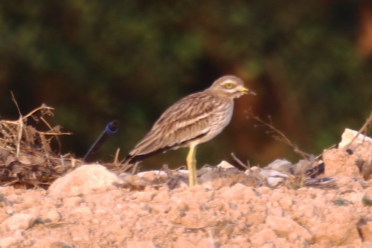 Eurasian Thick-knee - ML622316974