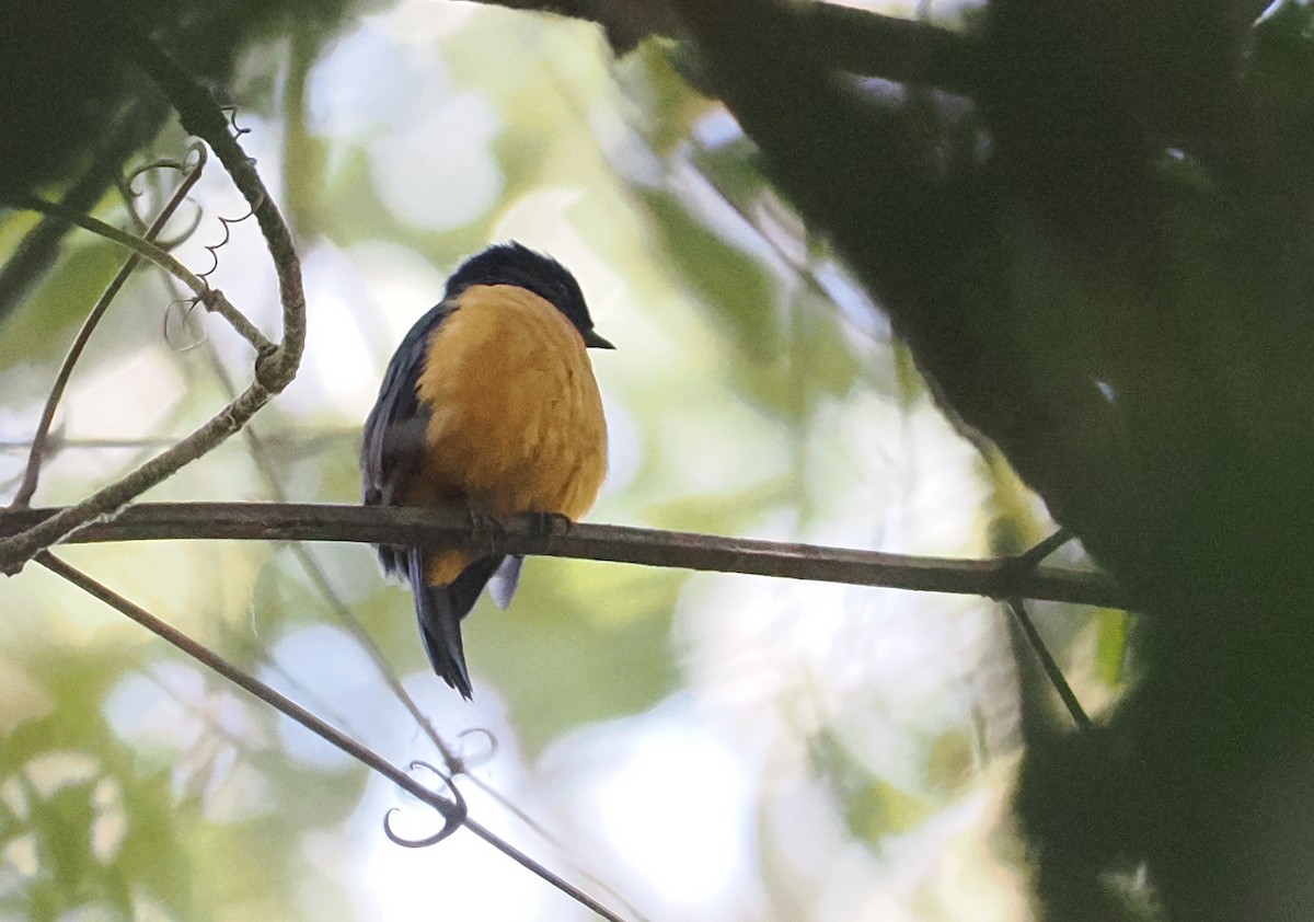 Rufous-vented Niltava - ML622316976