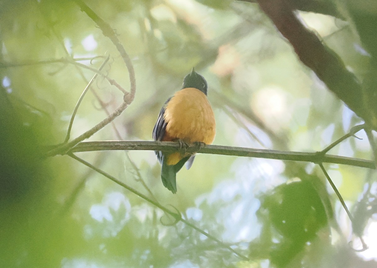 Rufous-vented Niltava - ML622316977