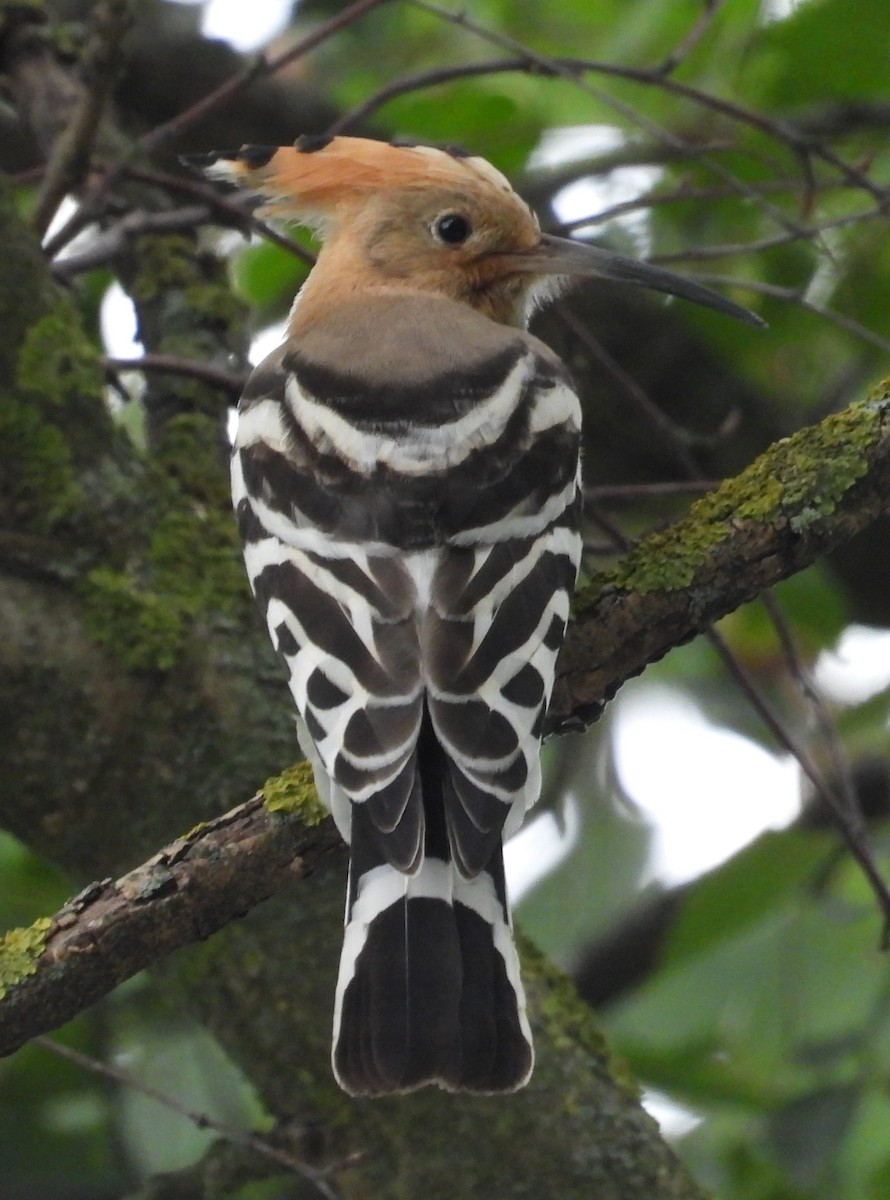 Eurasian Hoopoe - ML622316978