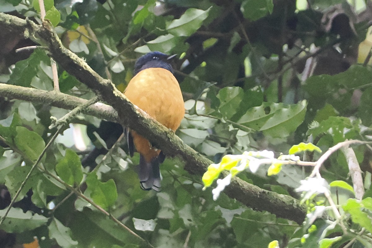 Rufous-vented Niltava - ML622316979