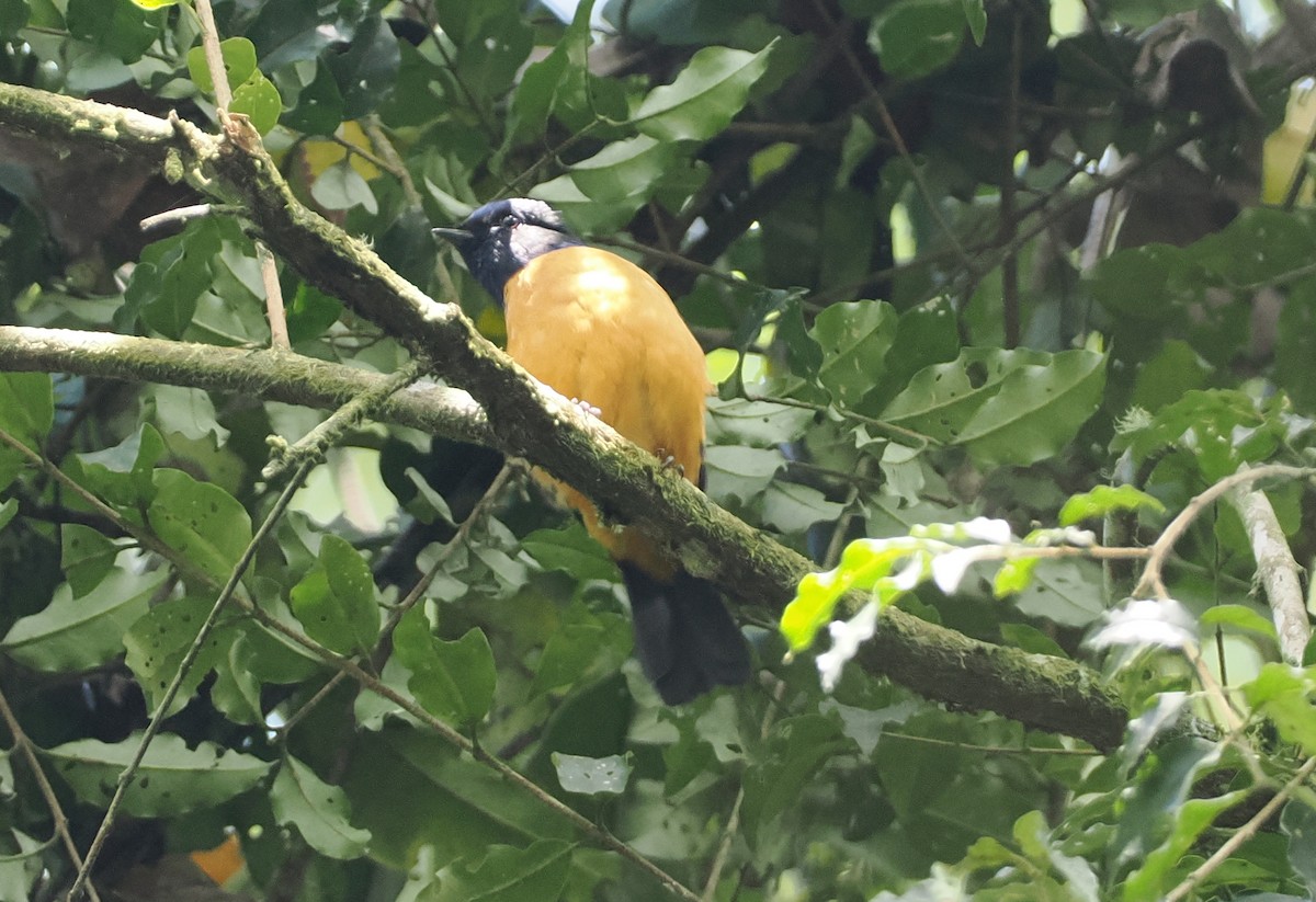 Rufous-vented Niltava - ML622316980