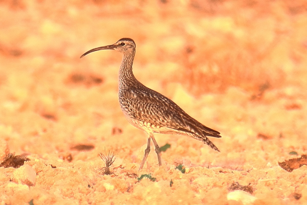 Whimbrel - ML622316981