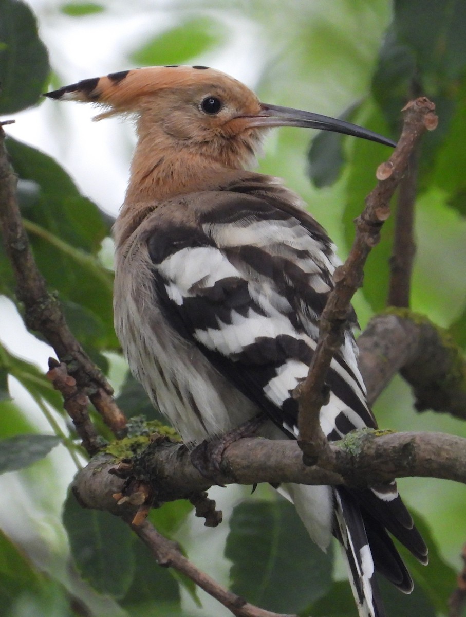 Eurasian Hoopoe - ML622316982