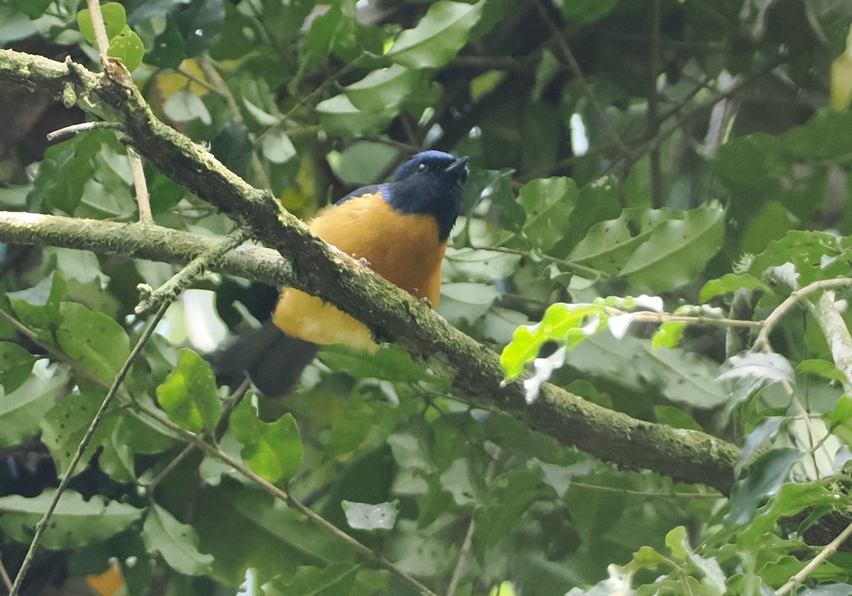 Rufous-vented Niltava - Stephan Lorenz