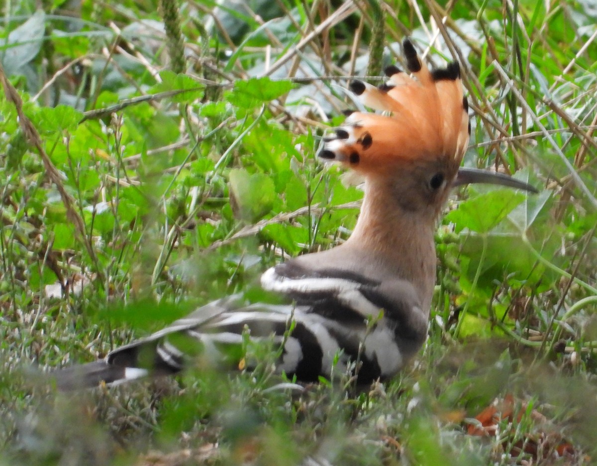 Eurasian Hoopoe - ML622316986