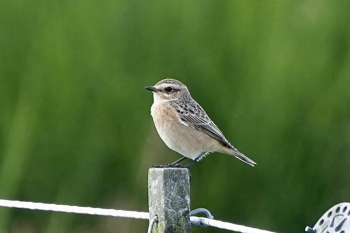 Whinchat - ML622316988