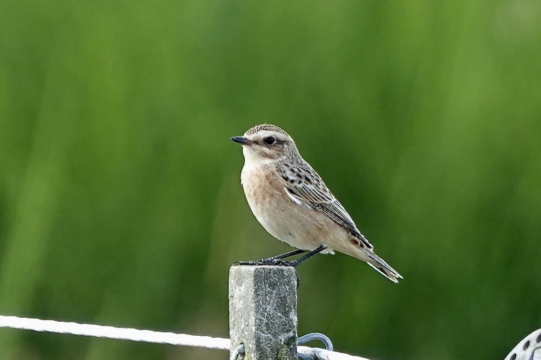 Whinchat - ML622316989