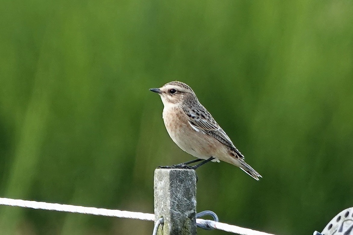 Whinchat - Karin Karmann