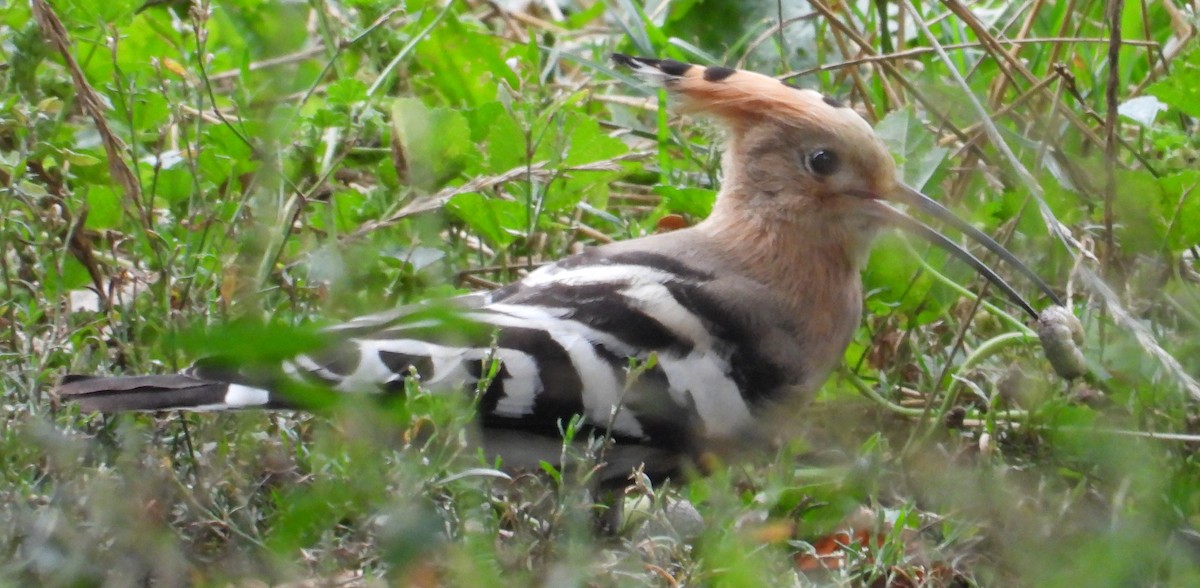 Eurasian Hoopoe - ML622316992