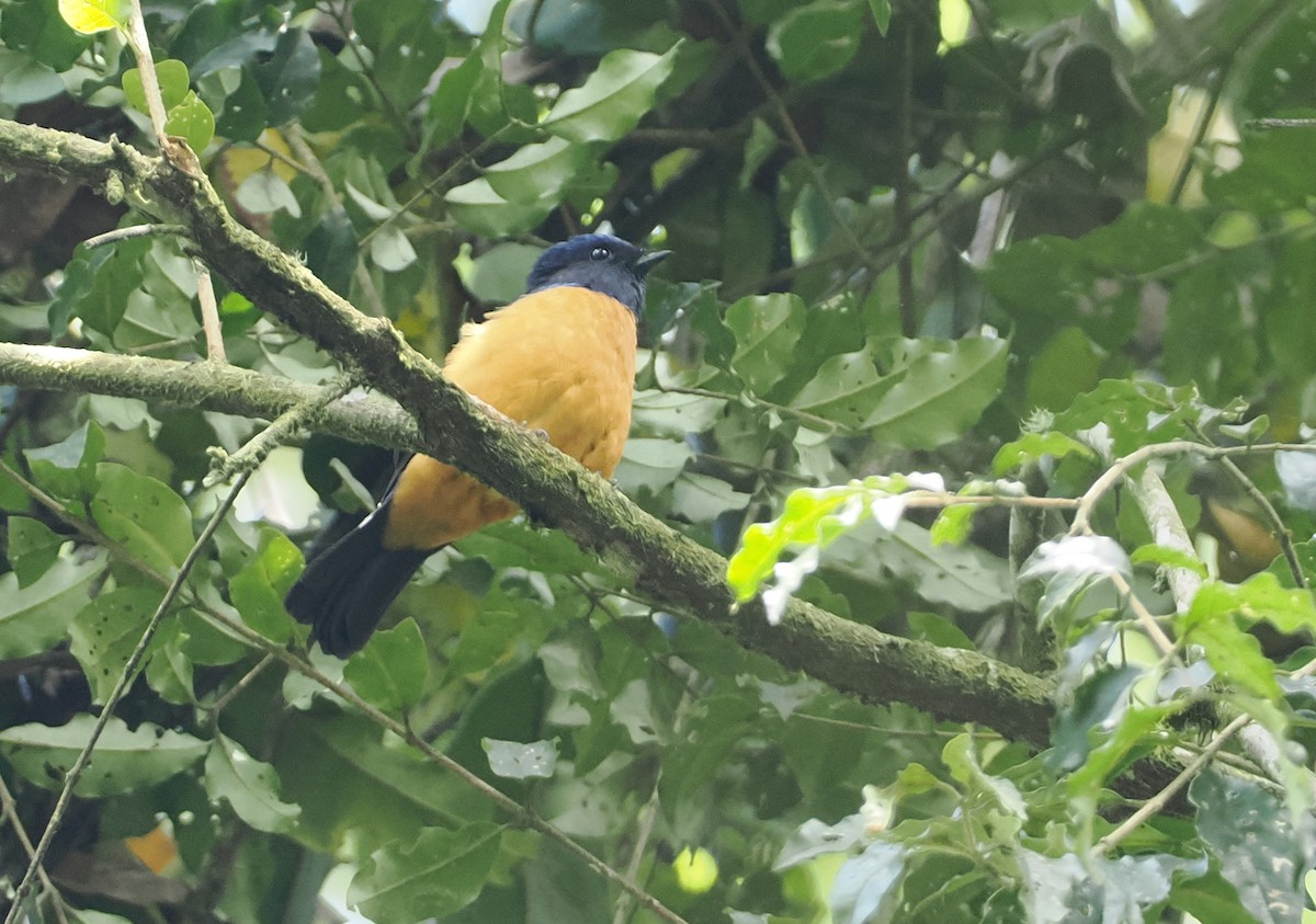 Rufous-vented Niltava - Stephan Lorenz