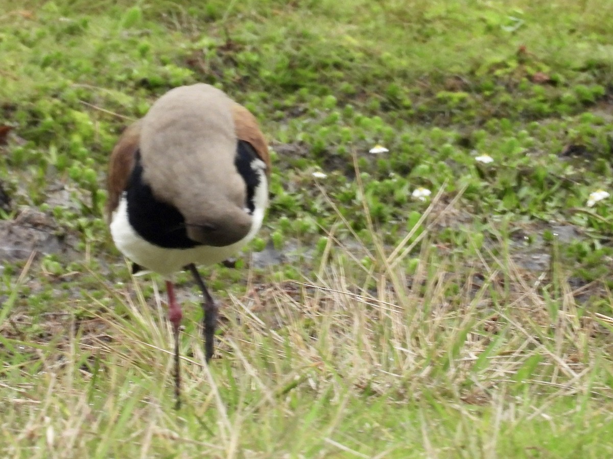 Southern Lapwing (lampronotus) - Ines Vasconcelos