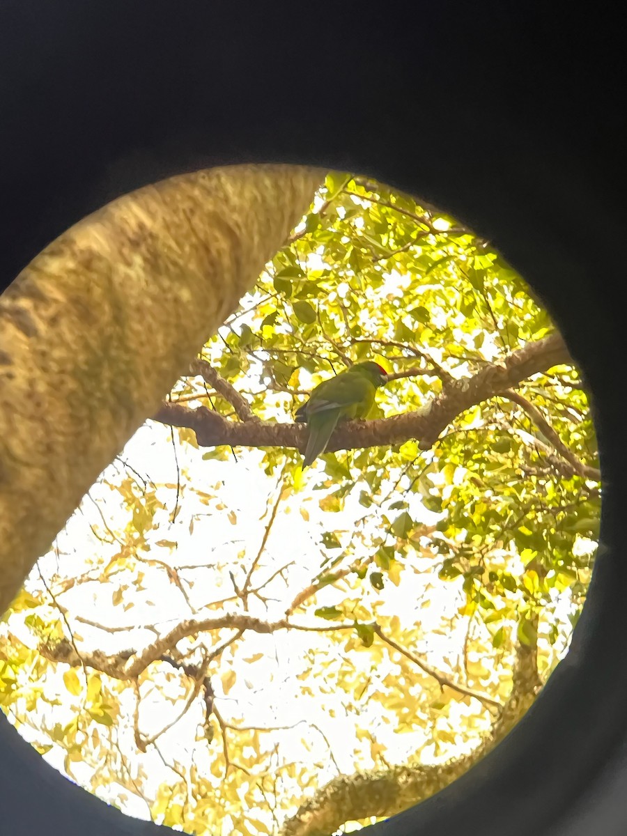 Norfolk Island Parakeet - ML622317092