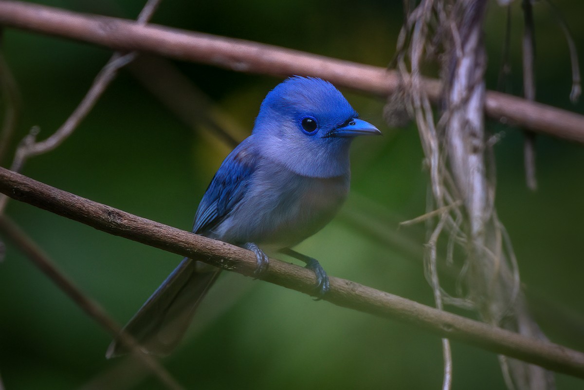 Pale-blue Monarch - Julie Edgley