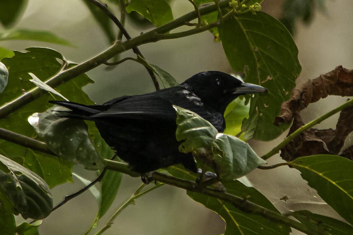 Black-and-crimson Oriole - ML622317147