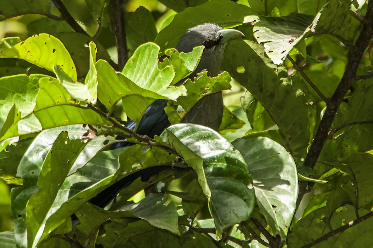 Green-billed Malkoha - ML622317148