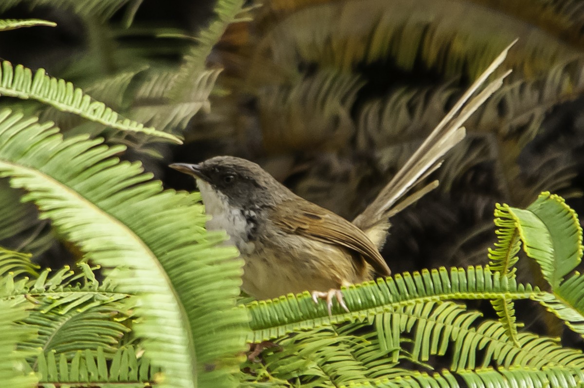 Hill Prinia - ML622317149