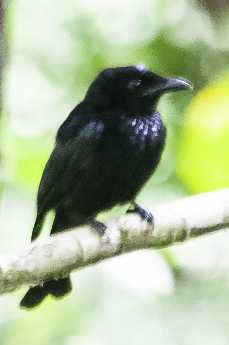 Drongo de Sumatra - ML622317150