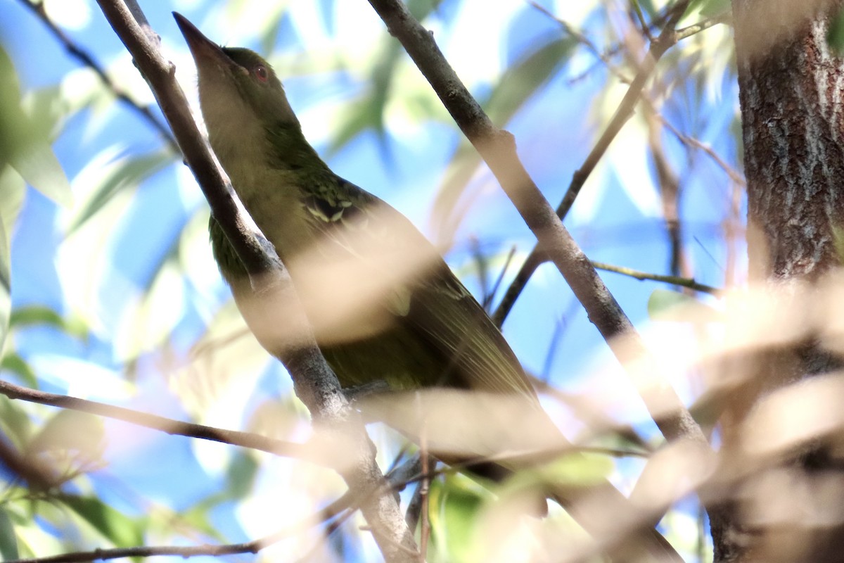 Green Oriole - ML622317162